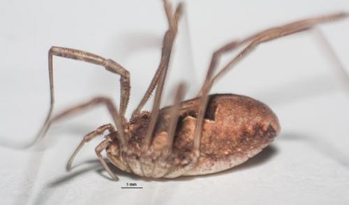 Réf. 277 439 : Metaphalangium sp.